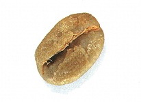 Как выглядит зерно арабики