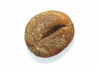 Как выглядит зерно робусты